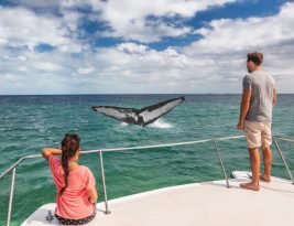 What is Involved in Chartering a Catamaran?